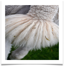 Alpacca fluffy tail - Gilli Bruce